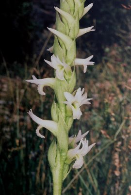 Spiranthes diluvialis