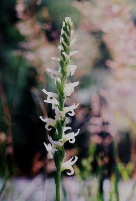 Spiranthes diluvialis