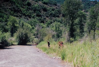 Orchid hunting along Diamond Fork Creek