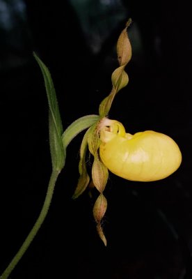  Cypripedium parviflorum var. pubescens (large yellow lady's-slipper)