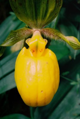 Cypripedium parviflorum var. pubescens (large yellow lady'-slipper)