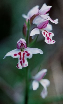  Amerorchis rotundifolia forma lineata (small round-leaved orchid)