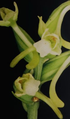  Gymnageniopsis  clavellata var. clavellata (little club-spur orchid)