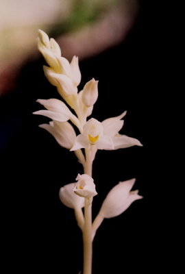  Cephalanthera austiniae (phantom orchid)