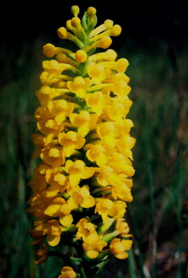 Gymnadeniopsis/Platanthera integra (yellow fringeless orchid)
