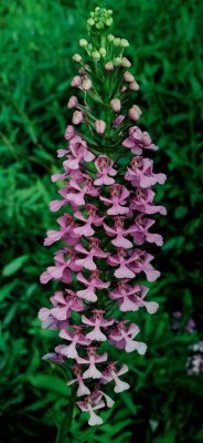  Platanthera peramoena (purple fringeless orchid)