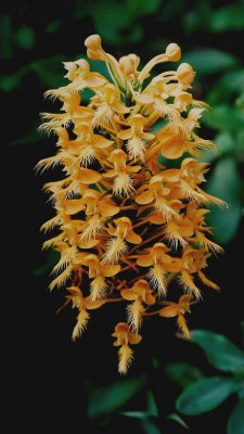  Platanthera ciliaris (orange fringed orchid)