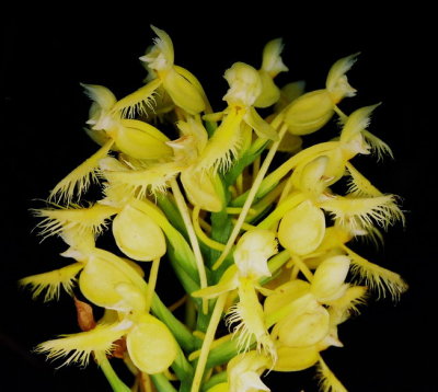  Platanthera x  bicolor (bicolor hybrid fringed orchid) Platanthera blephariglottis x Platanthera ciliaris