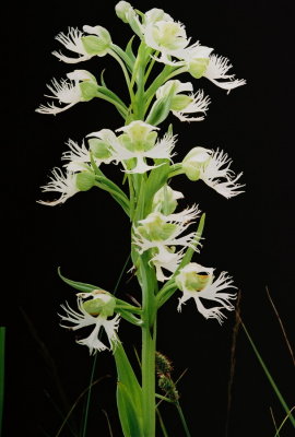  Platanthera praeclara (western prairie fringed orchid)
