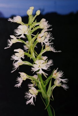  Platanthera leucophaea (eastern prairie fringed orchid)