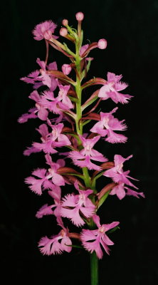  Platanthera psycodes (small purple fringed orchid)
