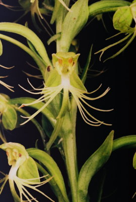  Platanthera lacera (ragged fringed orchid)