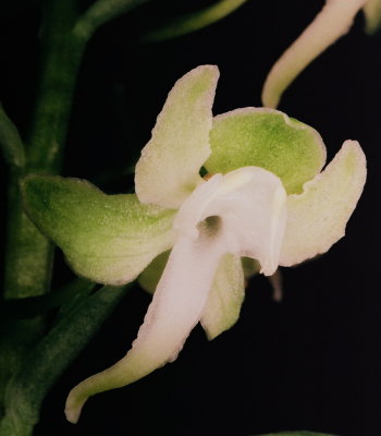  Platanthera orbiculata