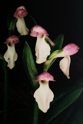  Galearis spectabilis (showy orchis)