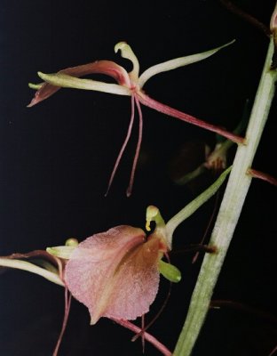  Liparis liliifolia (lily-leaved twayblade)