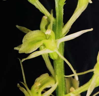  Liparis loeselii (Loesel's twayblade, fen orchid)