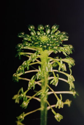 Malaxis unifolia (green adder's-mouth)
