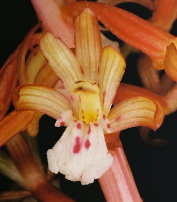  Corallorhiza maculata var. occidentalis (western spotted coralroot)
