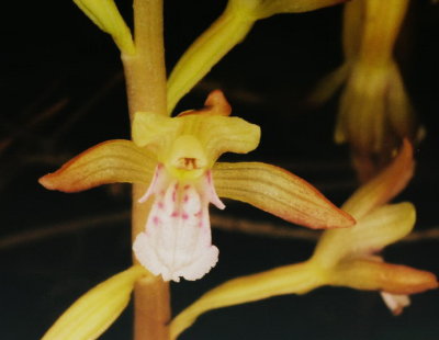  Corallorhiza maculata (new unpublished variety discovered by Adam Cousins in Sleeping Giant Provincial Park, Ontario)