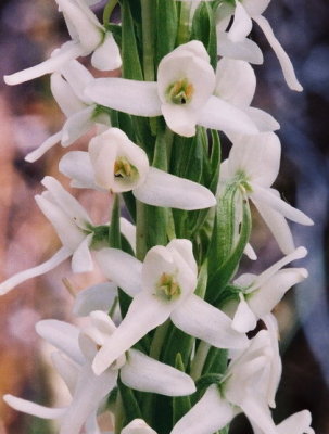  Platanthera dilatata var. dilatata (tall norther white bog orchid)