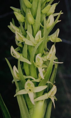  Platanthera huronensis  (green bog orchid)