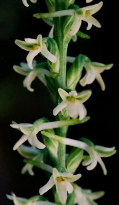  Piperia transversa (flat-spurred piperia)