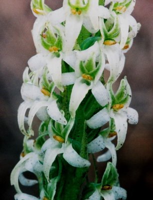  Piperia yadonii (Yadon's piperia)