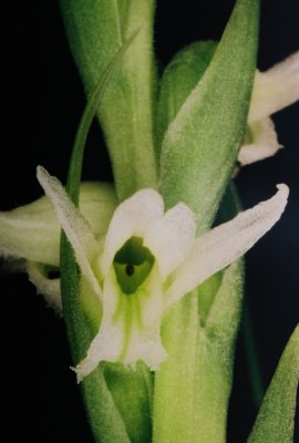 Spiranthes romanzoffiana w. unusual flower shape.