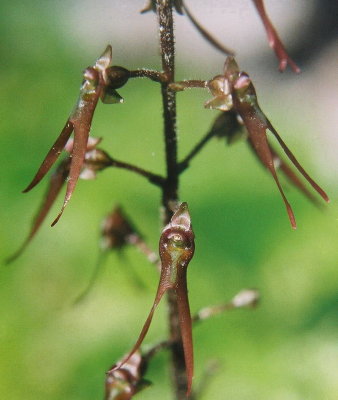  Listera australis (southern twayblade)