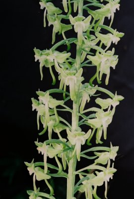 Platanthera orbiculata (pad-leaved orchid)