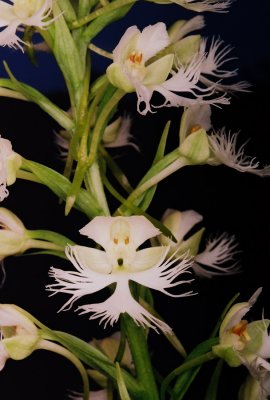 2) Platantera leucophaea (eastern praire fringed orchid)