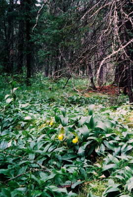 17a) Yellow lady's-slippers growing in prime orchid habitat . A raised-bed coniferous forest, we counted 15 orchid species.