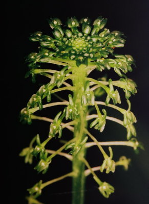 24)  M. unifolia