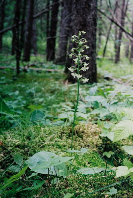 (33-37) Platanthera orbiculata (pad-leaved orchid) This bog has more orchids per square foot than any place we've ever been.