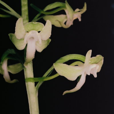 35)  P. orbiculata