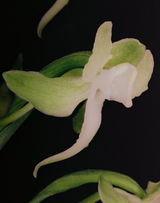 37)  P. orbiculata, side-view.