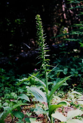 45)  There was a healthy population of Coeloglossum viride var. viriscens (long bracted orchid)