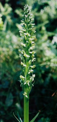 45a)  Lots of Platanthera aquilonis (northern green bog orchid)