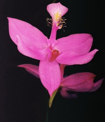 48)  Calopogon tuberosus var. tuberosus (common grass pink) Several species grow there but  only this one was in bloom.