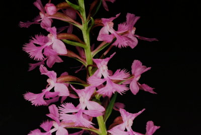 54)  Platanthera  psycodes (small purple fringed orchid)
