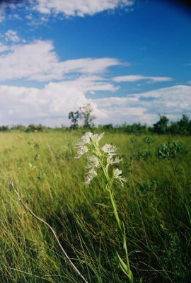 65)  Platanthera praeclara (western prairie fringed orchid)