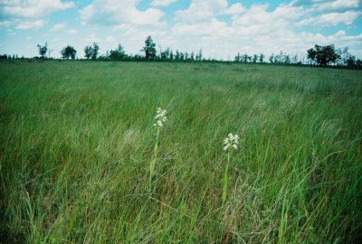 66a)  Some years there are thousands of P. praeclara at Tall Grass. Not in 2010....