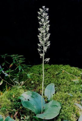 75)  Platanthera orbiculata (pad-leaved orchid) east of Woodridge, Manitoba 7/9/10.