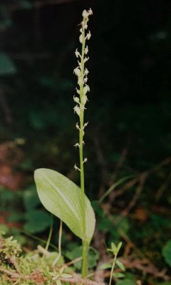 78)  Malaxis  brachypoda (white adders- mouth orchid) bog east of Woodridge Manitoba  7/9/10