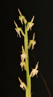 79)  M. brachypoda. Eric spotted these elusive orchids.