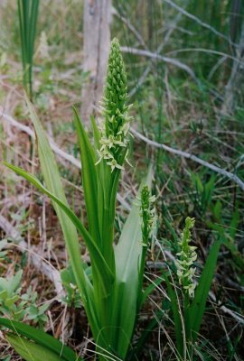83) Success! A very robust Platanthera huronensis (green bog orchid) at Brokenhead. Most of the orchids were past-prime...