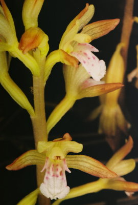 90) The object of our search: a new variety of Corallorhiza maculata (spotted coralroot) discovered in2009 by Adam.