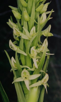 85)  P. huronensis