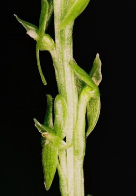 M. paludosa, greatly enlarged. Average flower size is ca. 1.5-2.0 mm