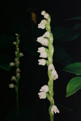 91b)  A nearby Goodyera repens in full flower.